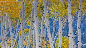 Quaking aspens of Pando in Fishlake National Forest, Utah