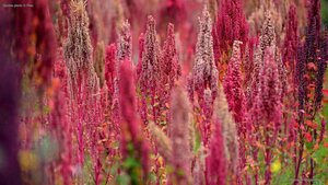 Quinoa plants in Peru