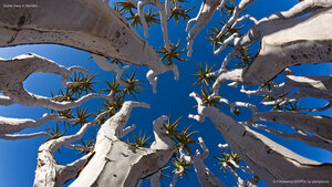 Quiver trees in Namibia