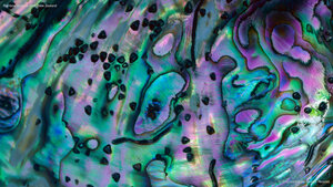 Rainbow abalone shell, New Zealand