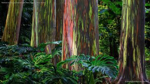 Rainbow eucalyptus trees along the Hana Highway, Maui, Hawaii