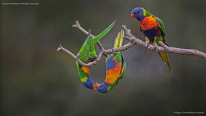 Rainbow lorikeets in Werribee, Australia