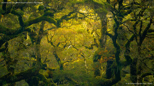 Rainforest hike near Milford Sound/Piopiotahi in New Zealand