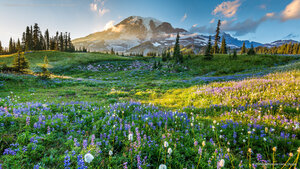 Wildflowers in Mount Rainier National Park, Washington