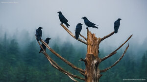 Ravens in Juneau, Alaska