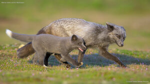 Red fox father and kit, Washington