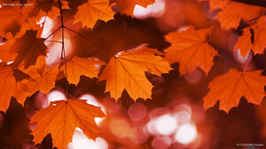 Red maple in fall, Canada