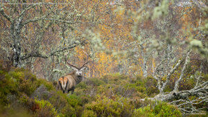 Red deer stag in the Caledonian Forest, Glen Affric, Scottish Highlands