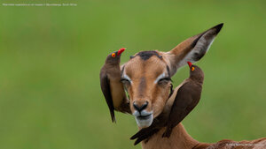 Red-billed oxpeckers on an impala in Mpumalanga, South Africa