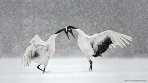 Red-crowned cranes dance in Hokkaido, Japan