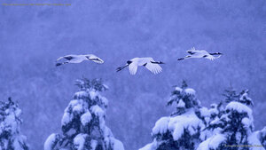 Red-crowned cranes in Akan National Park, Hokkaido, Japan