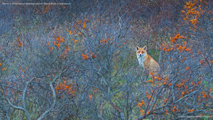 Red fox in Amsterdamse Waterleidingduinen Nature Reserve, Netherlands