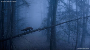 Red fox in the Black Forest of Germany