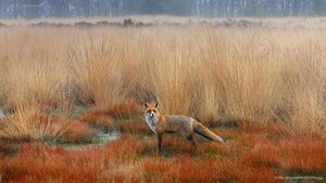 Red fox in the Netherlands