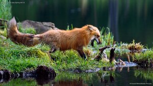 Red fox mother play-fighting with kit