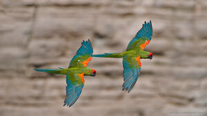 Red-fronted macaws in Omerque, Cochabamba, Bolivia