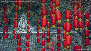 Red lanterns hanging on trees during the Lantern Festival in Chengdu, Sichuan, China