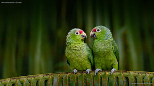 Red-lored amazons in Ecuador