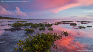 Red mangrove tree seedlings in Guanahacabibes National Park, Cuba