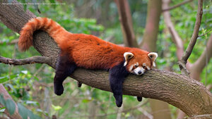 Red panda at the Chengdu Panda Base in Sichuan province, China