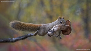 Red squirrel carrying a mushroom