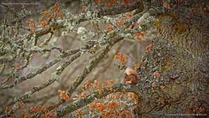 Red squirrel in the Highlands of Scotland