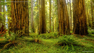Grove of redwoods in Redwood National and State Parks, California
