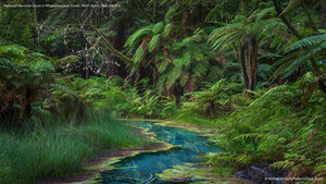 Redwood Memorial Grove in Whakarewarewa Forest, North Island, New Zealand