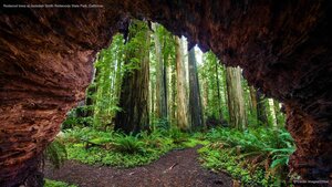 Redwood trees at Jedediah Smith Redwoods State Park, California