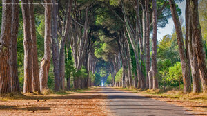 Regional Park of Migliarino, San Rossore, Massaciuccoli, Italy