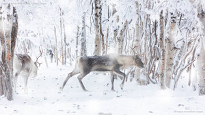 Reindeer during winter snowfall, Lapland, Finland