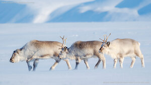 Svalbard reindeer in Van Mijenfjorden NP, Norway