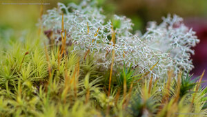 Reindeer lichen in Dartmoor National Park, England