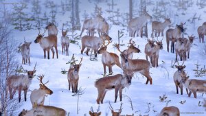 Reindeer near Oulu, Finland