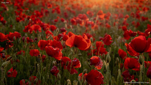 Poppy field