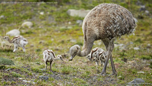 Lesser rhea adult male with chicks, Torres del Paine National Park, Patagonia, Chile