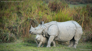 Rhino mother and calf, Kaziranga National Park, Assam