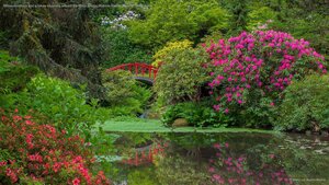 Rhododendrons and azaleas blooming around the Moon Bridge, Kubota Garden, Seattle, Washington