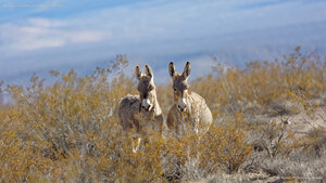 Donkeys in a valley near Rhyolite, Nevada