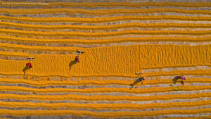 Rice laid out to dry in Dhamrai, Dhaka, Bangladesh