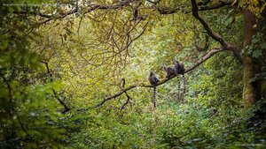 Ring-tailed lemurs in Madagascar for World Lemur Day
