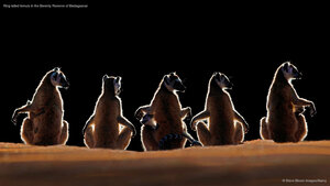 Ring-tailed lemurs in the Berenty Reserve of Madagascar