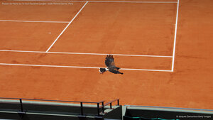 Faucon de Harris sur le court Suzanne-Lenglen, stade Roland-Garros, Paris