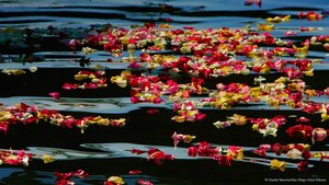 Rose petals in Oceanside Harbor, California