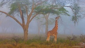 Rothschild's giraffe in Lake Nakuru National Park, Kenya