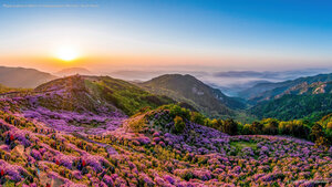 Royal azaleas in bloom on Hwangmaesan Mountain, South Korea