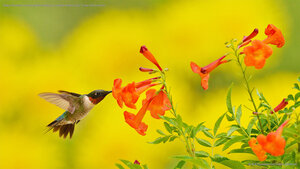 Ruby-throated hummingbird feeding on yellow bells in the Texas Hill Country