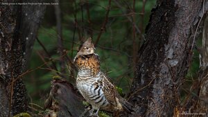 Ruffed grouse in Algonquin Provincial Park, Ontario, Canada
