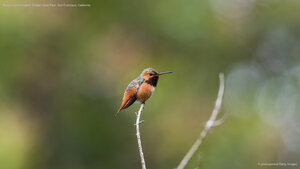 Rufous hummingbird, Golden Gate Park, San Francisco, California