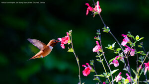 Rufous hummingbird, Salt Spring Island, British Columbia, Canada